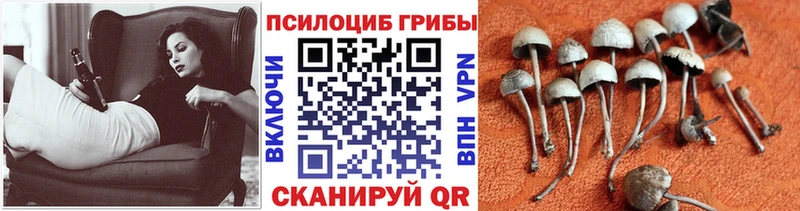 Псилоцибиновые грибы Psilocybine cubensis  ОМГ ОМГ   Дюртюли 